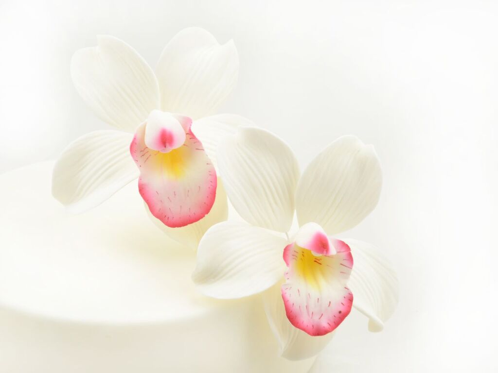 Cake Masters Feinzucker Blüten Cymbidium Orchid 2er