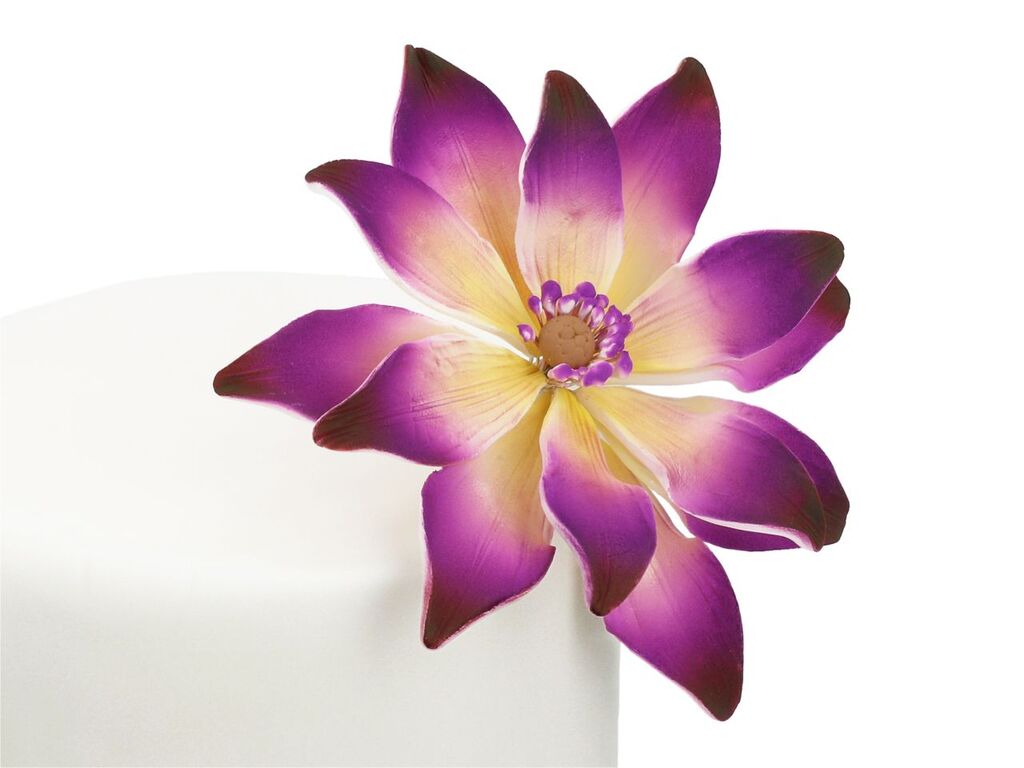 Cake Masters Feinzucker Blüte Tropische Seerose