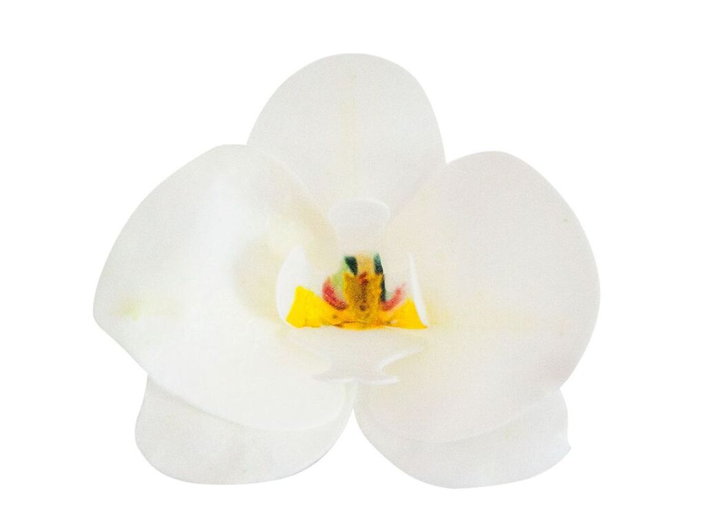 Dekora Wafer-Paper Orchidee weiß 7,5-8,5cm 10 Stück